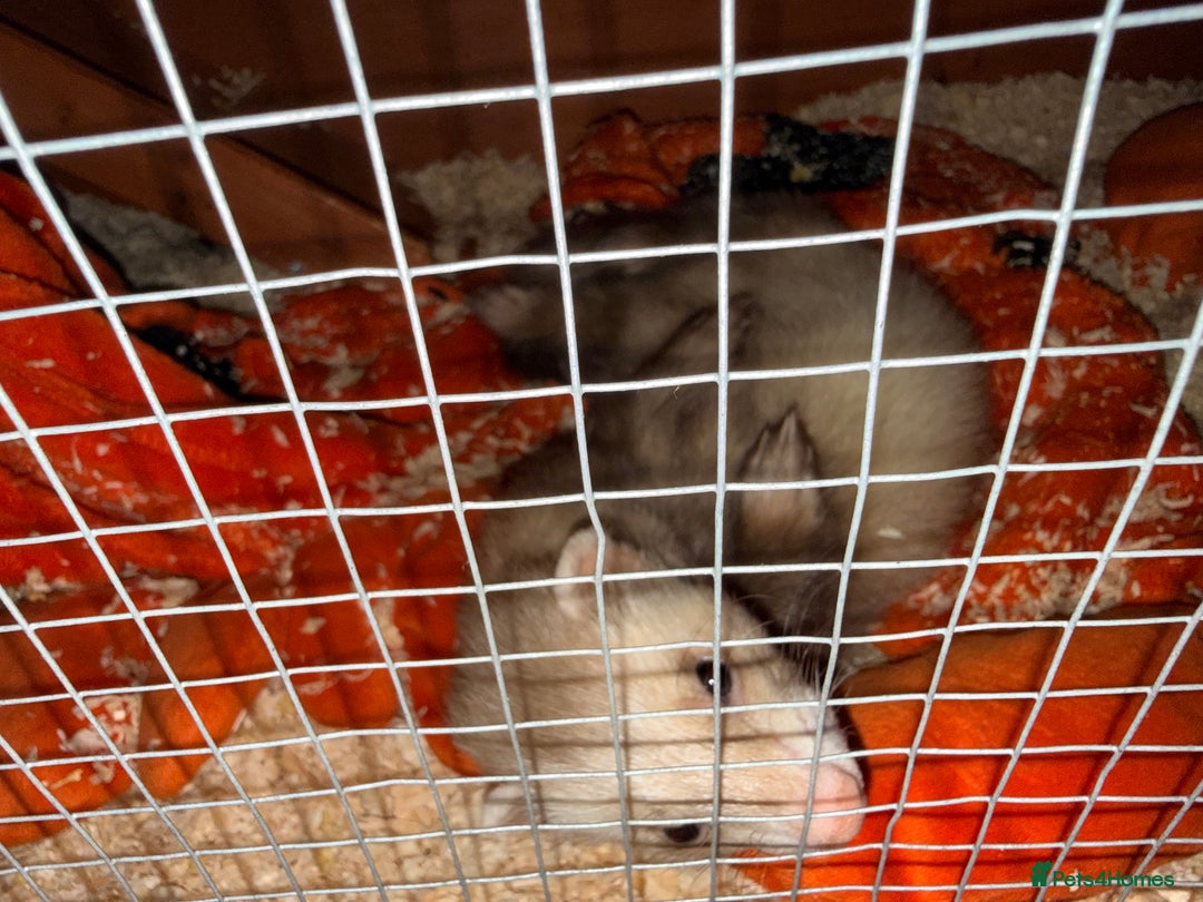 Ferret rodents for sale: Micro ferret with full set up - Image 2