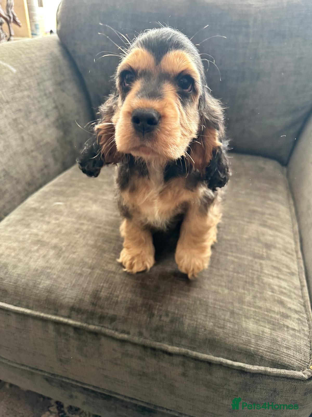 Cocker Spaniel dogs Female cocker spaniel puppies in Doncaster - Advert 1