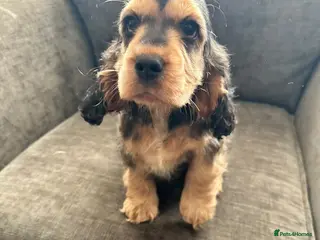 Cocker Spaniel dogs Female cocker spaniel puppies in Doncaster - Advert 1