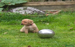 Labrador Retriever dogs for sale: Fox red labrador puppies for sale - Image 6