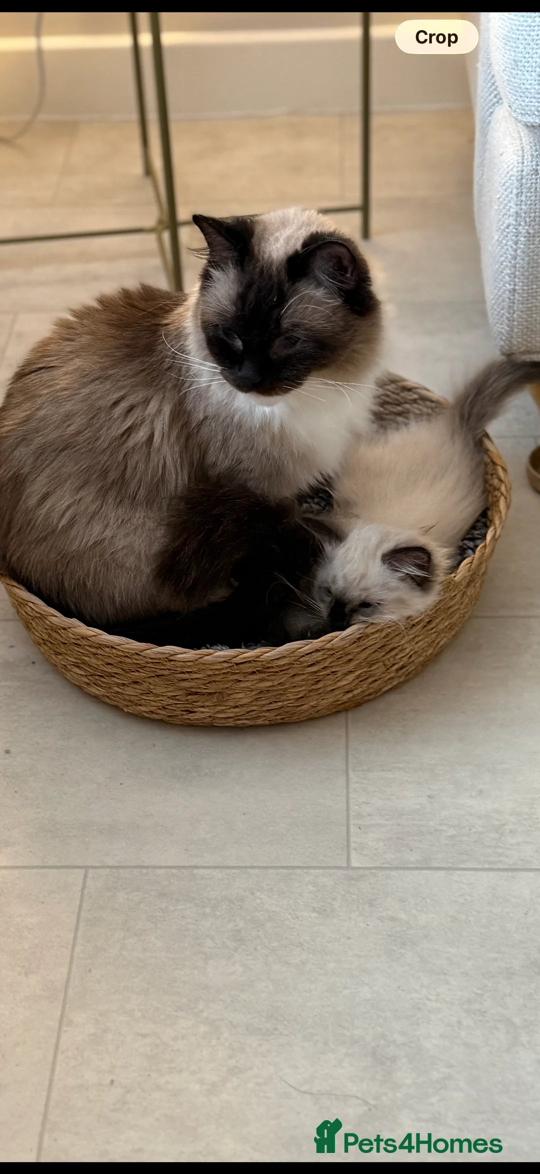 Ragdoll cats for sale: Beautiful Seal Point female Ragdoll kitten - Advert 5