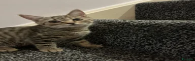 British Shorthair 2