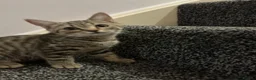 British Shorthair cats for sale: 💕🐾 Adorable Silver Tabby kittens for sale 🐾💕 - Advert 10