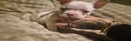 French Bulldog dogs for sale: French bulldog pups x3 Bitches - Advert 11