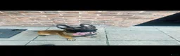 Belgian Shepherd Dog dogs for sale: Belgian Malinois Male Leeds - Advert 9