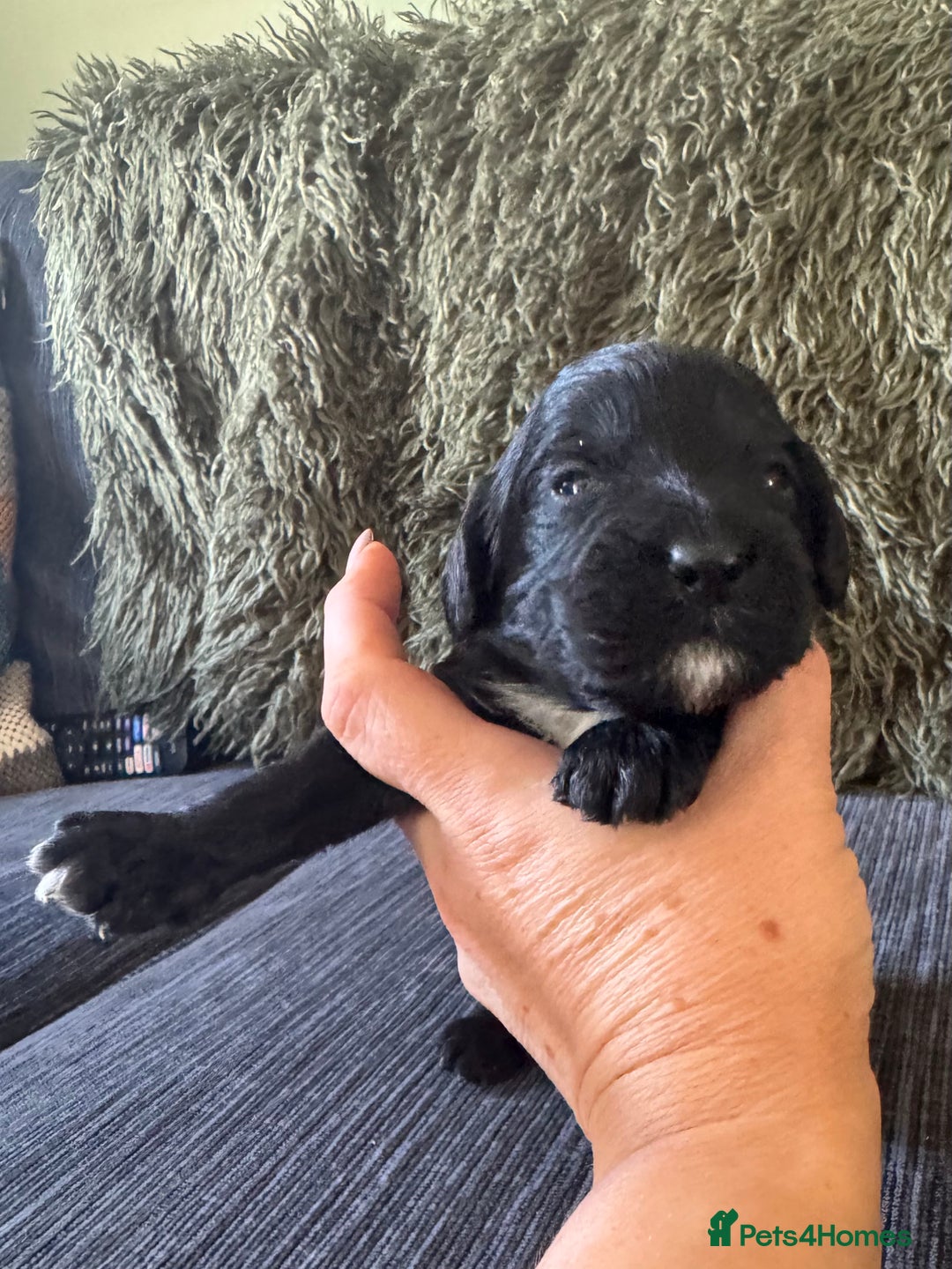Cockapoo dogs for sale: Stunning Show Type F1 Cockapoo  - Image 4