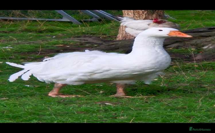 Geese poultry - Advert 1