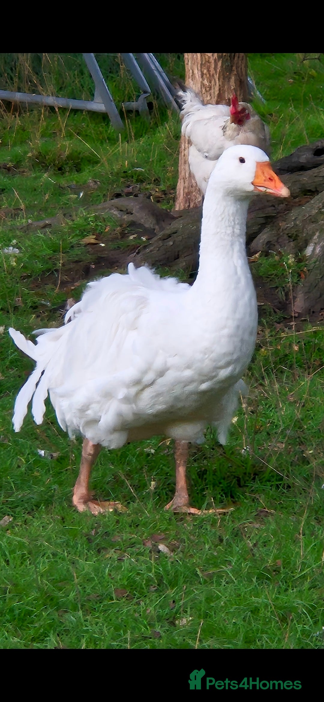 Geese poultry for sale: Sebastopol ganders - Image 1