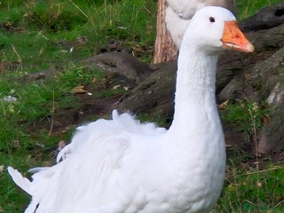 Geese poultry - Advert 18