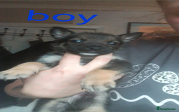 Mixed Breed dogs for sale: Gorgeous German shepherd x puppies  - Image 6