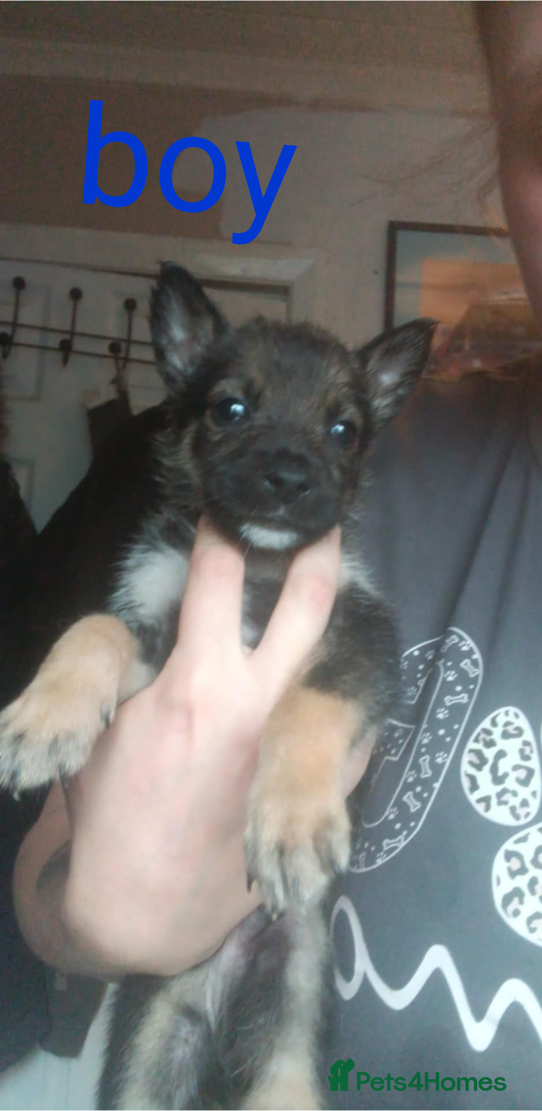 Mixed Breed dogs for sale: Gorgeous German shepherd x puppies  - Image 6