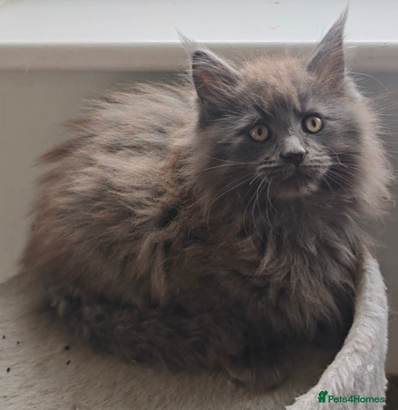 Maine Coon cats Chunky pedigree Maine coon kittens - Advert 5