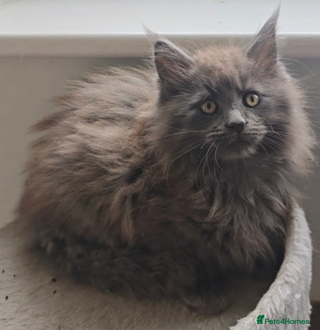 Maine Coon cats for sale: Chunky pedigree Maine coon kittens - Advert 1