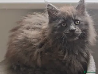 Maine Coon cats Chunky pedigree Maine coon kittens - Advert 16