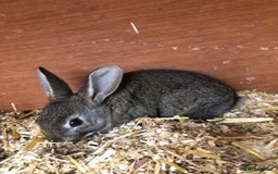 English Spot rabbits for sale: Baby English spot rabbits  in Wickford - Image 14