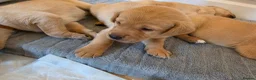 Labrador Retriever dogs for sale: Lab puppies B&G in Great Yarmouth - Advert 11