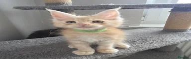 Maine Coon 1 - Green boy