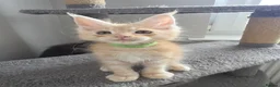 Maine Coon cats for sale: TICA Registered Maine Coon Kittens–Russian Line🐾 - Advert 19