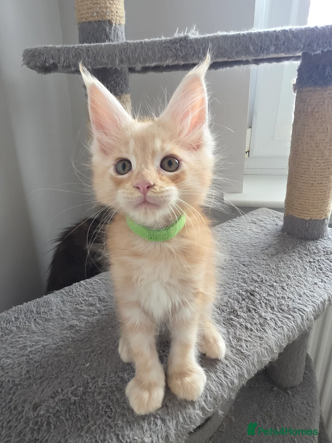 Maine Coon cats for sale: TICA Maine Coon Kittens | Russian Bloodlines - Advert 38