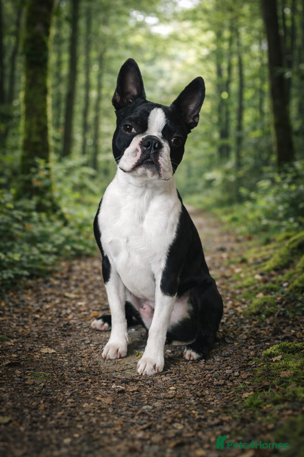 Boston Terrier dogs Boston terrier - Advert 3