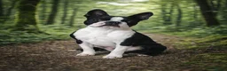 Boston Terrier dogs for stud: Boston terrier in Inverness - Advert 1
