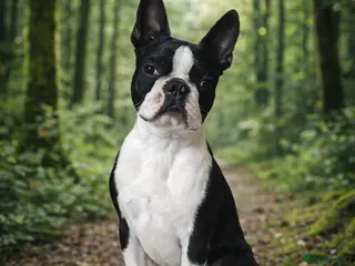 Boston Terrier dogs Boston terrier - Advert 3