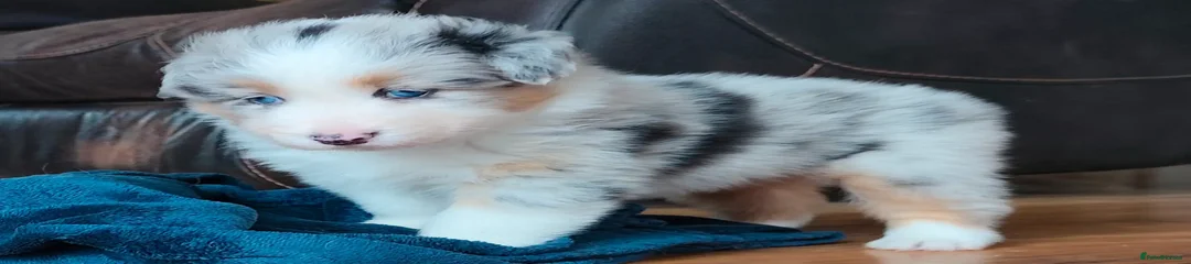 Australian Shepherd Puppy 3