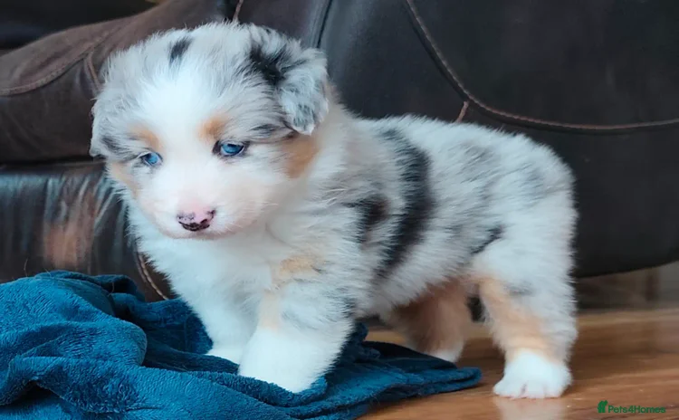 Australian Shepherd dogs - Advert 1
