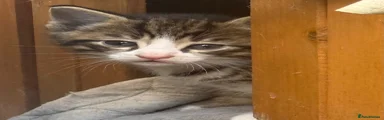 Domestic Shorthair 3