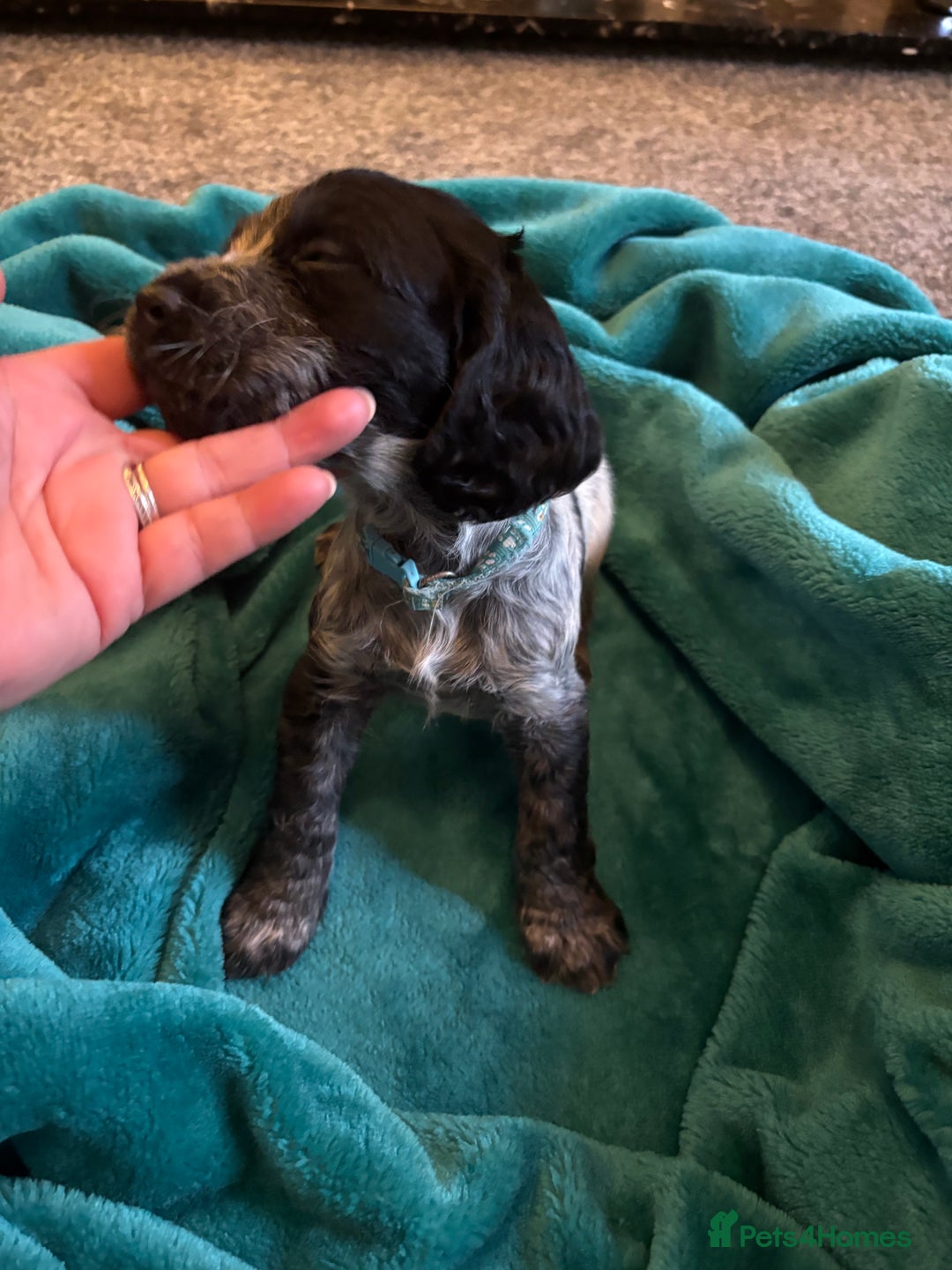 Cocker Spaniel dogs for sale: Georgous blue roan cocker spaniels - Image 12