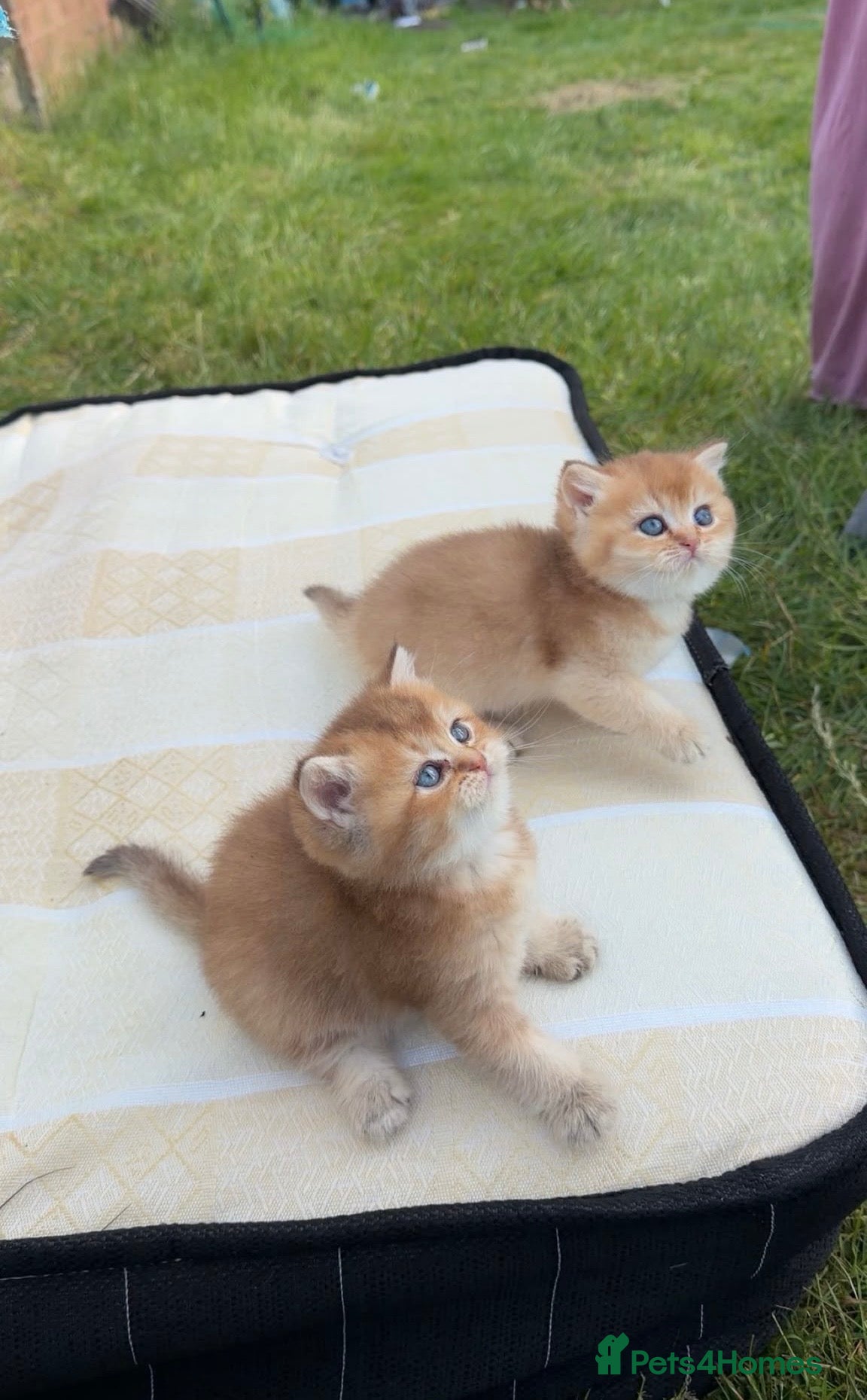 British Shorthair cats Purebred British Shorthair Golden Cats - Advert 2