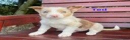Border Collie dogs for sale: Red / White + Red Merle Border Collie Puppies - Advert 5