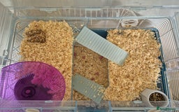 Hamster rodents for sale: rare black russian dwarf hampster - Image 4