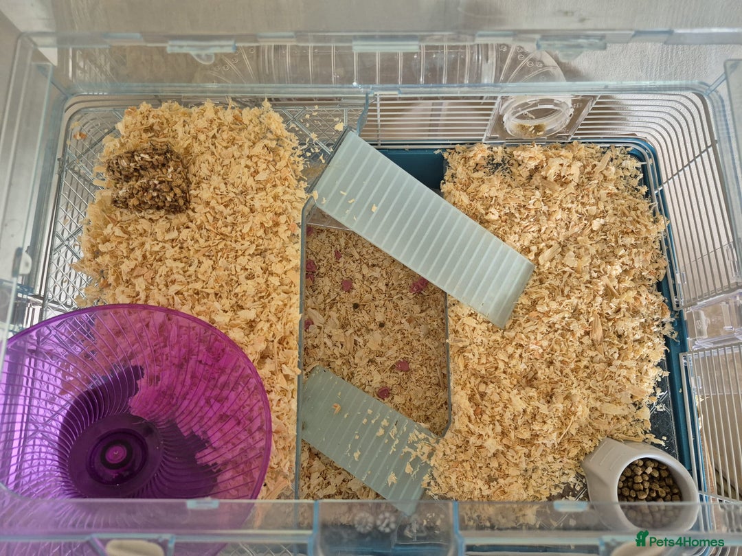Hamster rodents for sale: rare black russian dwarf hampster - Image 4
