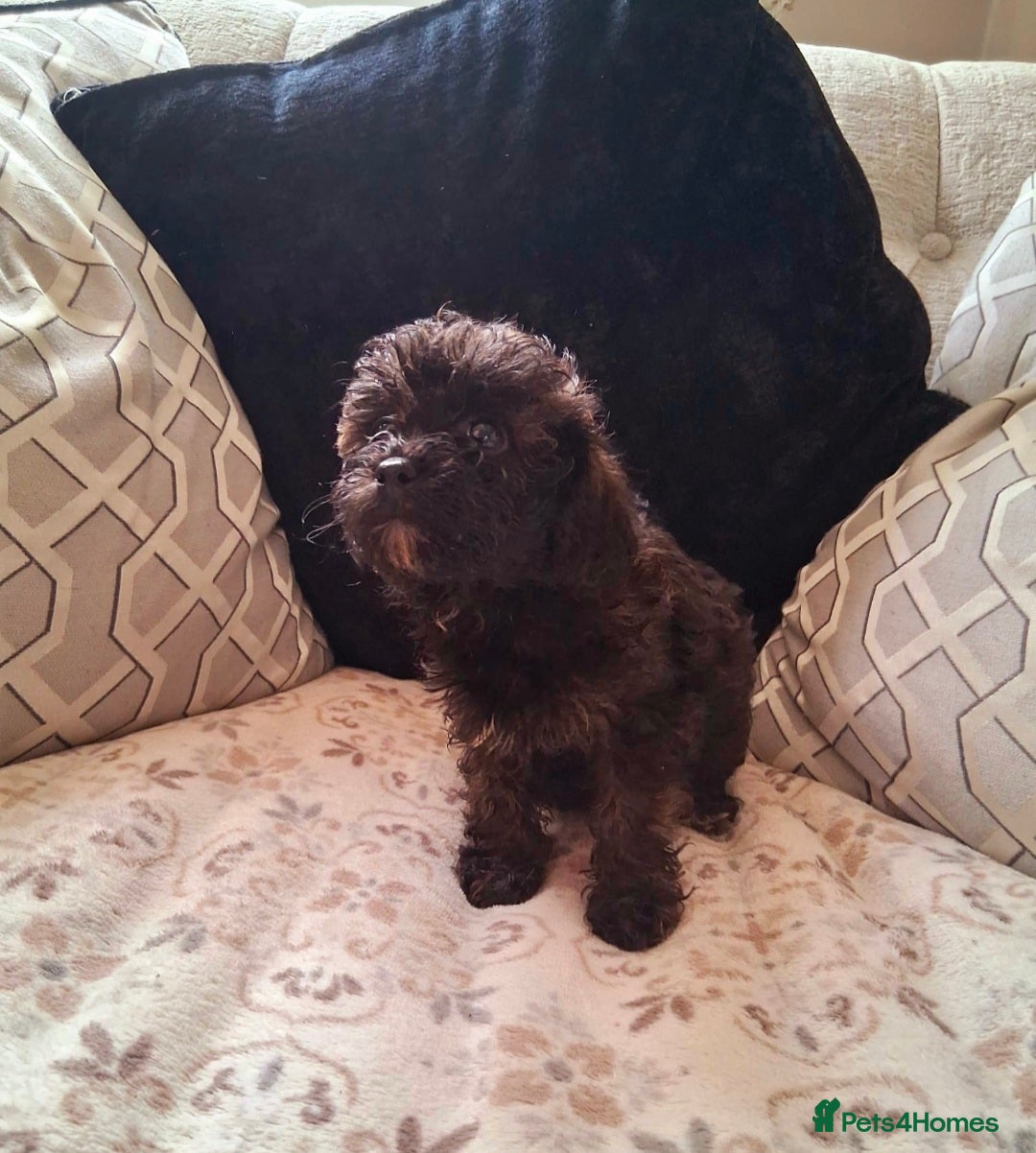 Shih Tzu dogs Beautiful shih-tzu - Advert 1