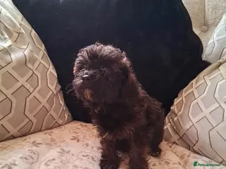 Shih Tzu dogs Beautiful shih-tzu - Advert 1