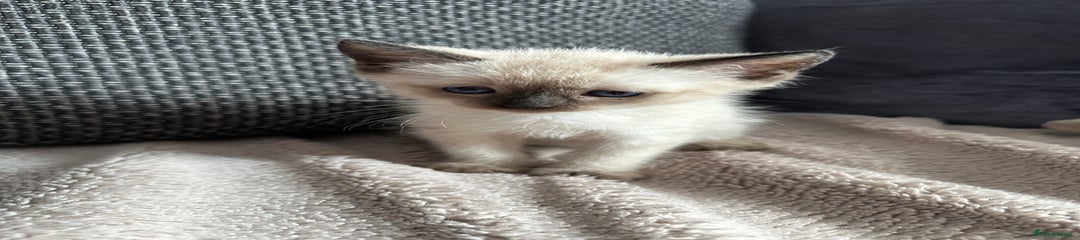 Siamese Kitten 3