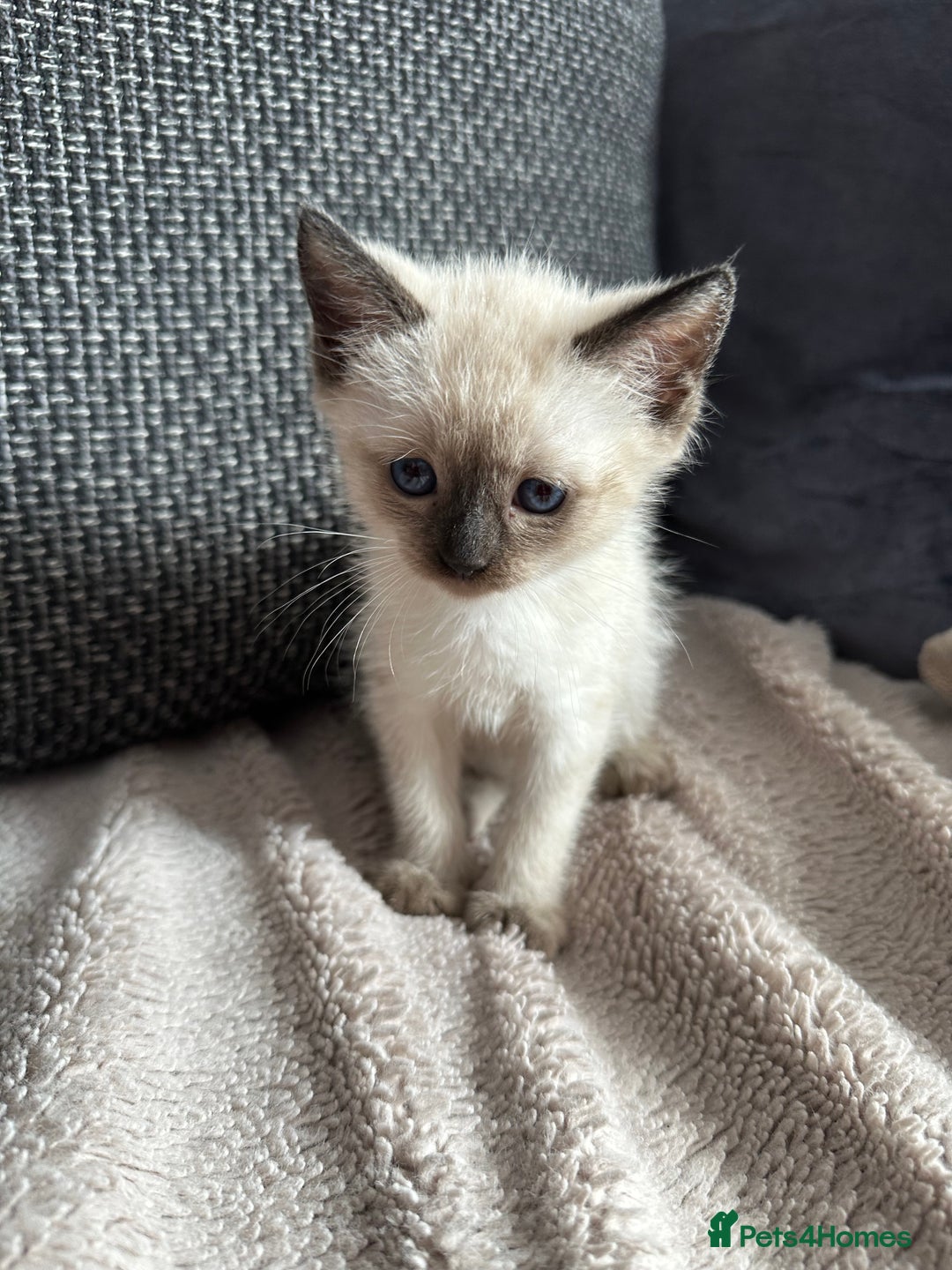 Siamese cats for sale: 3 siamese/ragdoll male kittens - Image 8