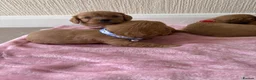 Cavapoo dogs for sale: 7 beautiful Cavapoo puppies  - Advert 8
