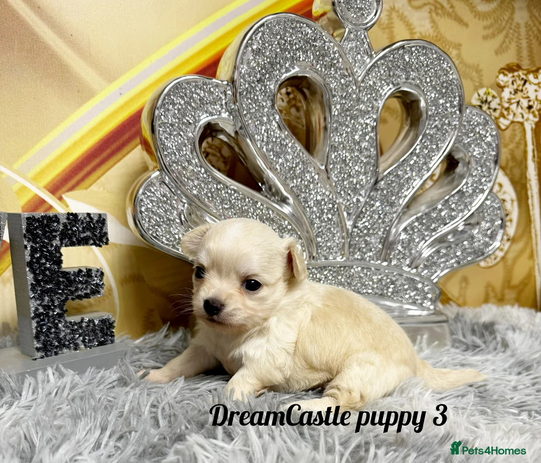 Chihuahua dogs for sale: KC reg Long coat boys available  - Advert 7