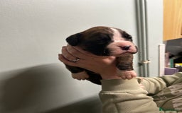 Boxer dogs for sale: 5 * kc boxer puppies  - Image 2