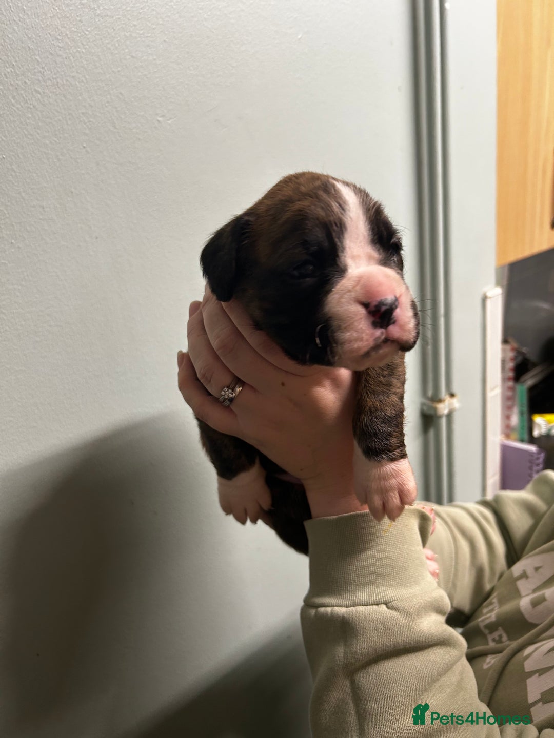 Boxer dogs for sale: 5 * kc boxer puppies  - Image 2
