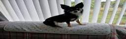 Chihuahua dogs for stud: Small smooth coated Chihuahua stud - Advert 3