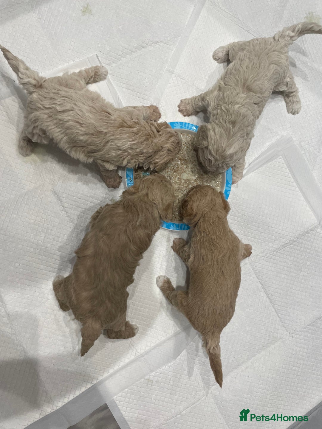 Mixed Breed dogs for sale: Cockapoo/poochon - Image 13