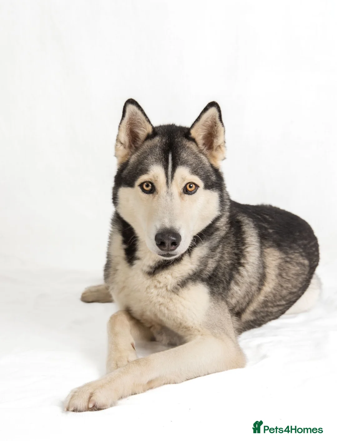 Siberian Husky dogs for stud: For stud only (quality proven stud ) in Wakefield - Advert 23