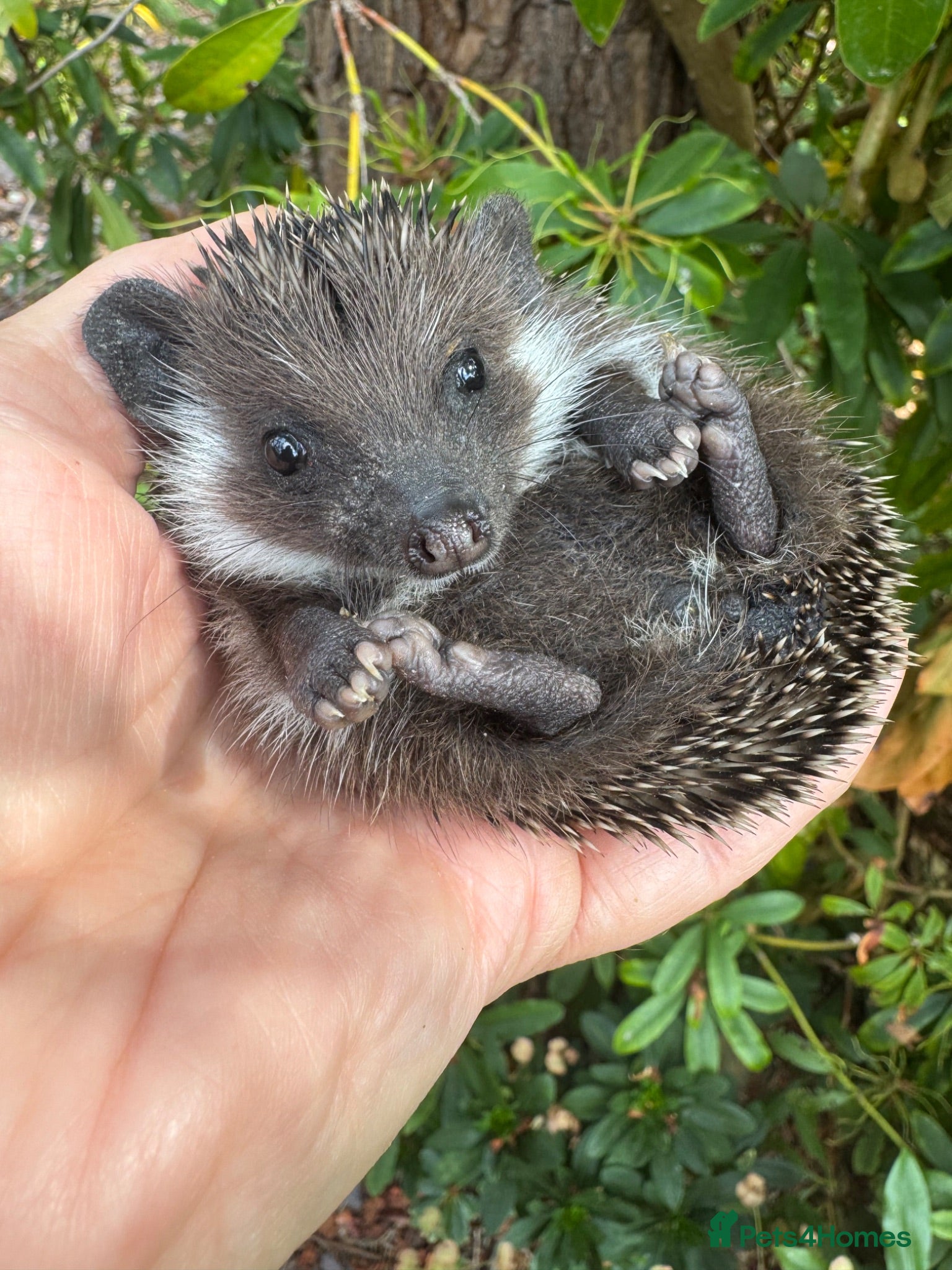 Pygmy Hedgehog rodents Stunning tame babies ready with/without set up  - Advert 1