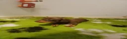 Dachshund dogs for sale: Uno the Dachshund - Advert 6