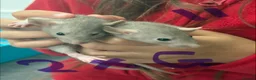 Rat rodents for sale: Dumbo rats in Manningtree - Advert 25