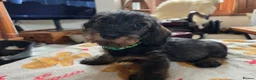 Miniature Dachshund dogs for sale: Five miniature Wire Haired Dachshund puppies - Advert 9