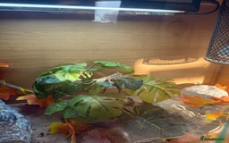 Dragon reptiles for sale: Baby Rankin Dragon - Image 5